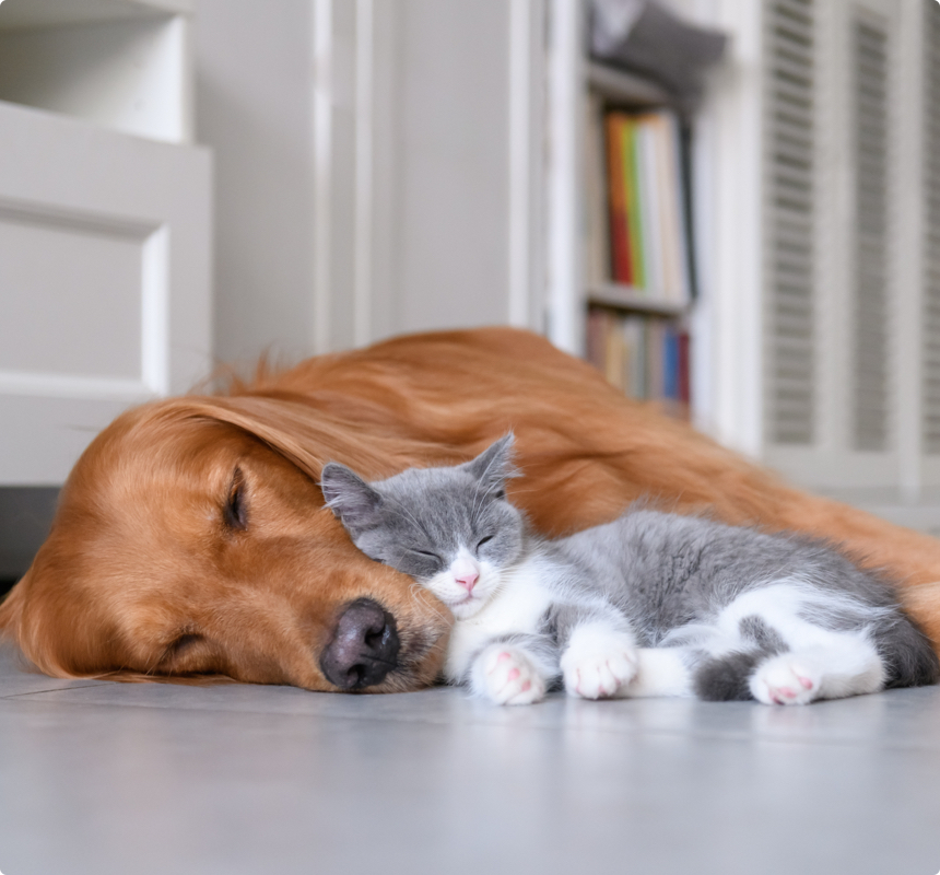 house sitter pets cuddling